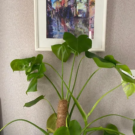 Emerald Enclave 民宿 *