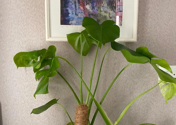 Emerald Enclave Séjour chez l'habitant *